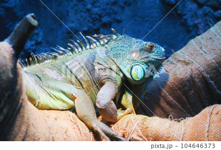 グリーンイグアナのいる風景 グリーンイグアナのいる風景 104646373