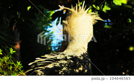 ハシビロコウの姿(顔と後頭部など) ハシビロコウの姿(顔と後頭部など) 104646565