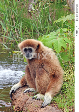 シロテテナガザル 104646696