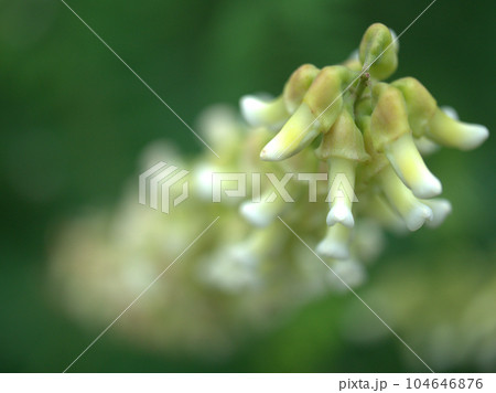 6月に咲いた白いクララの花 104646876