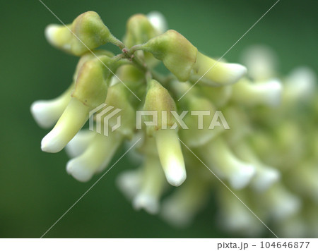 6月に咲いた白いクララの花 104646877