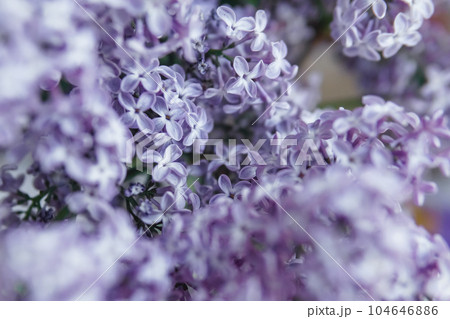 Background with lilac flowers close-up. Macro shooting. Background with lilac flowers close-up. Macro shooting. 104646886