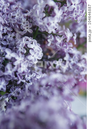 Background with lilac flowers close-up. Macro shooting. 104646887