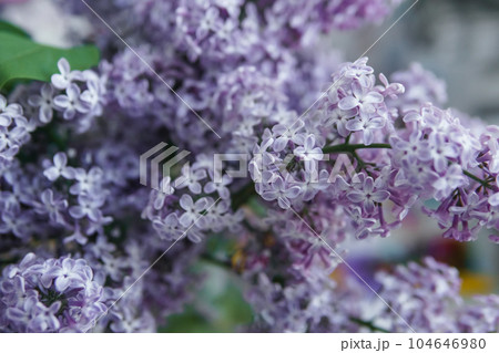 Background with lilac flowers close-up. Macro shooting. 104646980