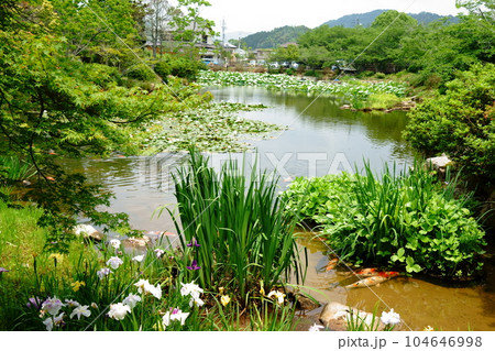 花菖蒲が見守る東行池 104646998