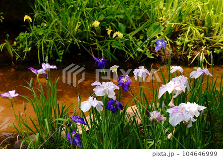 水面に映える花菖蒲 104646999