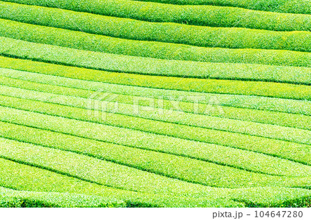 手入れされたばかりの茶畑 104647280