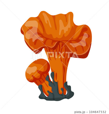 Chanterelles in moss. Chanterelles in forest. Vector illustration isolated on a white background. Chanterelles in moss. Chanterelles in forest. Vector illustration isolated on a white background. 104647332