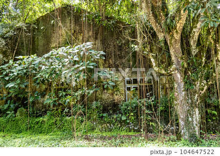Trail to Dois Rios beach on Ilha Grande, Angra dos Reis, Rio de Janeiro, Brazil. Brazilian landscape. 104647522