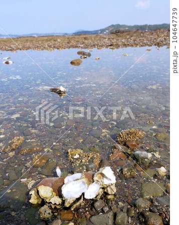 樋合島の磯場 (熊本県上天草市) 樋合島の磯場 (熊本県上天草市) 104647739