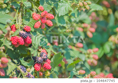 たわわに実を付けたルーバスプリカトゥス（木苺） 104647745