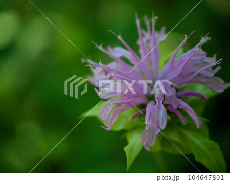 6月に咲いた紫色のモナルダ 104647801
