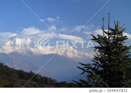 南アジアのネパール　ヒマラヤ山脈眺望の名所プーンヒルに向かう登山道からのダウラギリ山群の景色 104647831