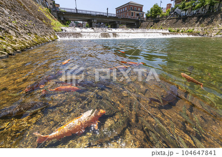 230704宮川鍜治橋鯉s304 104647841
