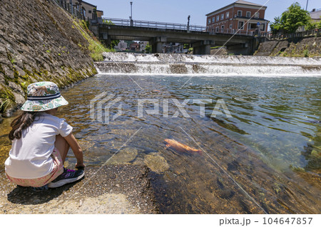 230704宮川鍜治橋鯉s245 104647857