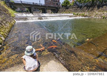 230704宮川鍜治橋鯉s195 104647861