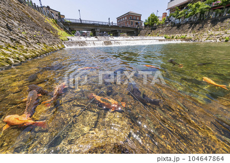 230704宮川鍜治橋鯉s170 230704宮川鍜治橋鯉s170 104647864
