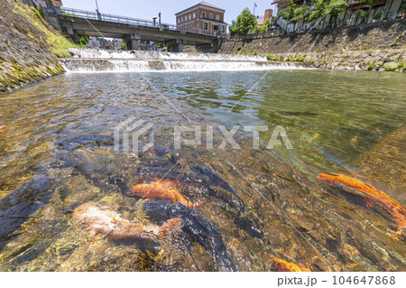 230704宮川鍜治橋鯉s143 104647868
