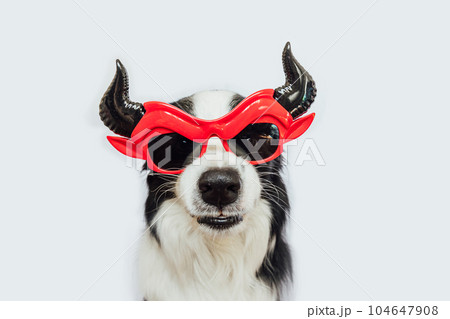 Trick or Treat concept. Funny puppy dog border collie dressed in halloween silly Satan devil eyeglasses costume scary and spooky isolated on white background. Preparation for Halloween party Trick or Treat concept. Funny puppy dog border collie dressed in halloween silly Satan devil eyeglasses costume scary and spooky isolated on white background. Preparation for Halloween party 104647908