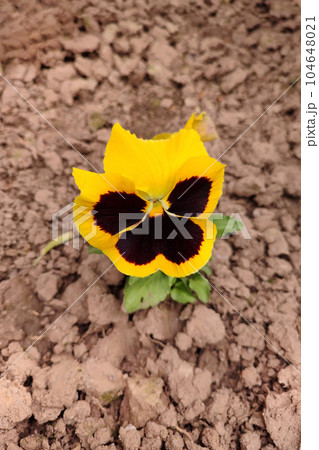 Viola tricolor, flower isolated on white background. Bright heart garden floral icon. Viola tricolor, flower isolated on white background. Bright heart garden floral icon. 104648021