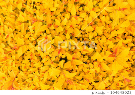 Yellow background from leaves of barberry, thunbergs barberry, red barberry Yellow background from leaves of barberry, thunbergs barberry, red barberry 104648022
