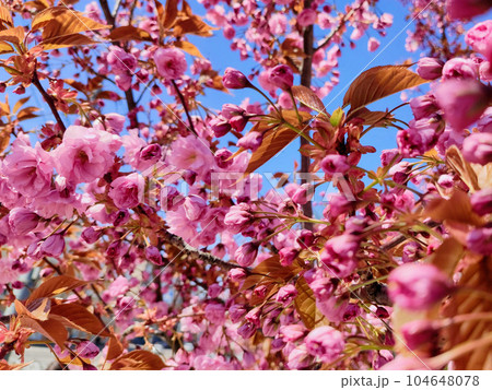 Magnolia bloom on sky background. Blooming pink magnolia flowers on the branches. 104648078