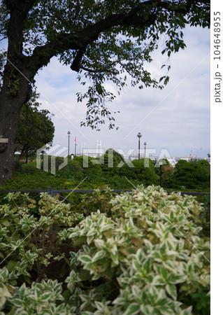 公園、秋、10月、植物、葉、花、空、野外、神奈川、日本、横浜、港の見える丘、空、 104648955