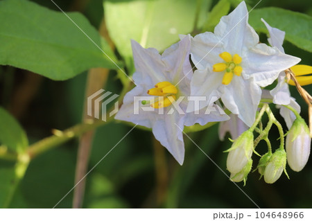 初夏の野原に咲くワルナスビの白い花 初夏の野原に咲くワルナスビの白い花 104648966