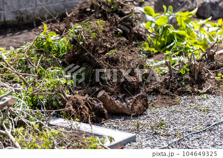 庭木の伐採 庭木の伐採 104649325