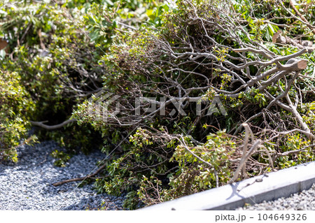 庭木の伐採 庭木の伐採 104649326