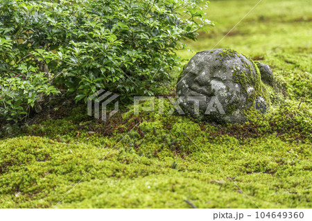 京都大原三千院　苔が美しい有清園にたたずむ「わらべ地蔵」 104649360