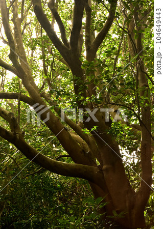 茨城県ひたちなか市の酒列磯前神社　タブノキの並木　森林イメージ 104649443