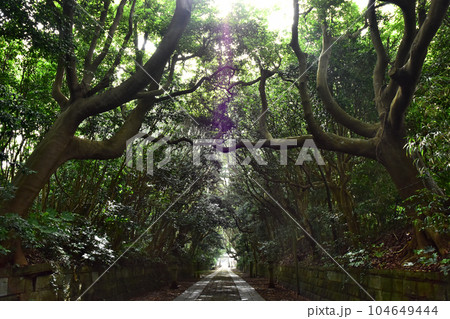 茨城県ひたちなか市の酒列磯前神社　タブノキの並木　森林イメージ 104649444