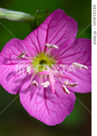 明るい紫色のユウゲショウの花アップ(マクロレンズ使用・屋外自然光・接写写真) 明るい紫色のユウゲショウの花アップ(マクロレンズ使用・屋外自然光・接写写真) 104650166