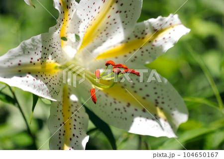 初夏、山中の明るい草地に咲く大きなヤマユリの花(マクロレンズ使用・屋外自然光・接写写真) 初夏、山中の明るい草地に咲く大きなヤマユリの花(マクロレンズ使用・屋外自然光・接写写真) 104650167