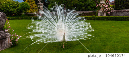 withe Peacock in garden 104650174