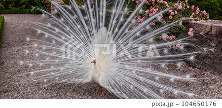 withe Peacock in garden 104650176