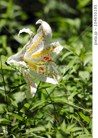 初夏、山中の明るい草地に咲く大きなヤマユリの花（マクロレンズ使用・屋外自然光・接写写真） 104650195