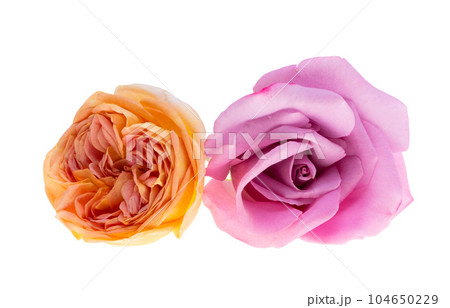 lilac rose isolated lilac rose isolated 104650229