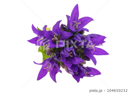 Campanula flower isolated Campanula flower isolated 104650232