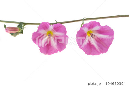 field bindweed flower isolated 104650394