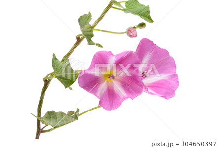 field bindweed flower isolated 104650397