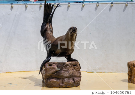 逆立ちをするトド 逆立ちをするトド 104650763