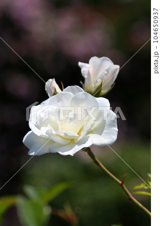 白いバラの花アップ（テディベア・1989フランス作出・自然光＆ストロボ・マクロレンズ接写） 104650937