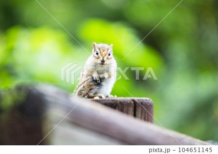 尻尾を持つシマリス 尻尾を持つシマリス 104651145