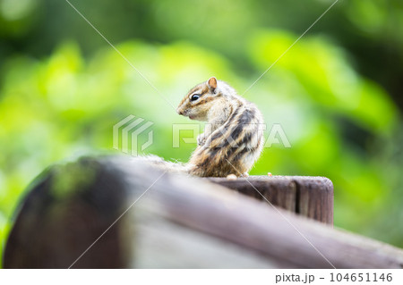 木の上で何かを見つめるシマリス 木の上で何かを見つめるシマリス 104651146