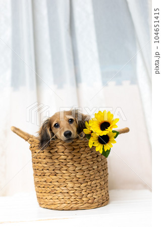 カニンヘンダックスフンドの仔犬 104651415