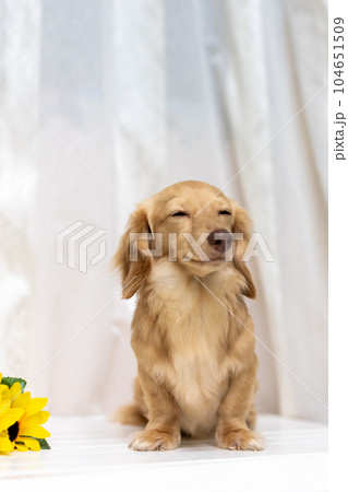 成犬　カニンヘンダックスフンド 104651509