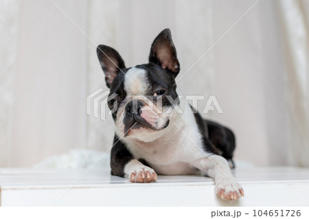 愛犬のボストンテリア 104651726