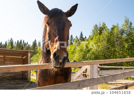 Racecourse concept. Modern animal livestock. Brown horse stallions in stall relaxing in training corral, farm countryside background. Horse in paddock corral outdoor. Horse in natural eco farm 104651838